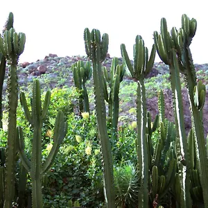 https://finca-la-punta.tenerifehoteles.net